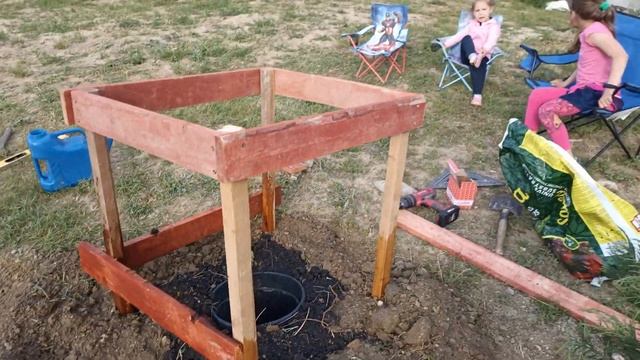 GIANT SEQUOIA - SEQUOIADENDRON GIGANTEUM- СЕКВОЙЯДЕНДРОН ГИГАНТСКИЙ высадка в грунт - BIGGEST Tree смотреть онлайн