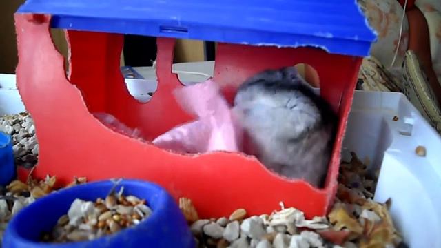 Джунгарик обустраивает домик!!!!! 3часть. смотреть онлайн