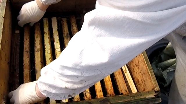 Болезни пчёл. Нозематоз. Способы и методы его лечения.Nosema Apis. Bee Diseases.Nosematosis.