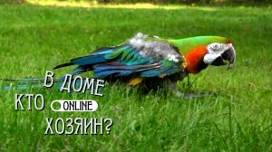 ПОПУГАИ АРА – ЭТО ЛЕТАЮЩИЕ СОБАКИ!