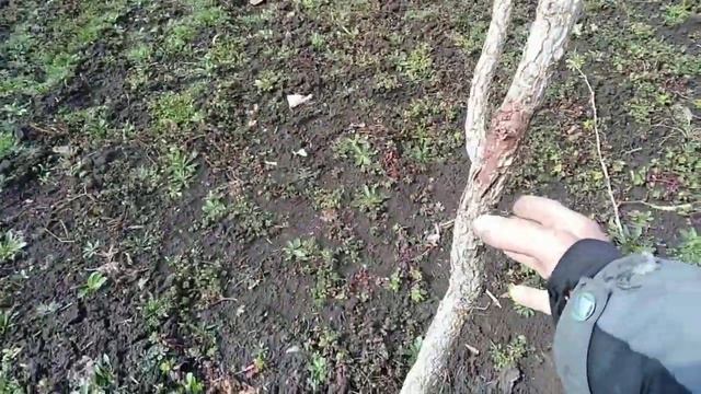 ФУНДУК Трапезунд, Шедевр.ПРИВИВКА на МЕДВЕЖИЙ ОРЕХ. смотреть онлайн