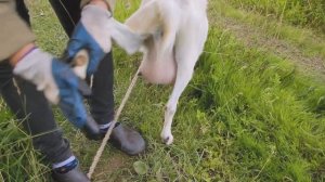 Как правильно подстричь копыта козе Обрезка и расчистка педикюр СПА козе Совет от Фермачей в деревн