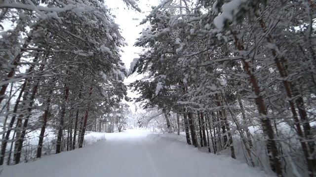 Зимний лес!