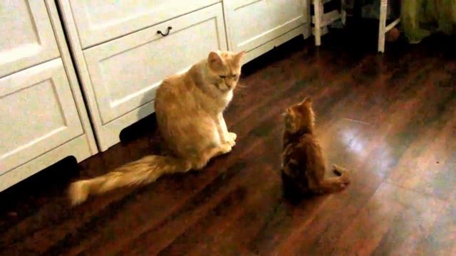 Maine Coon brings up her daughter Мейн кун воспитывает свою дочь смотреть онлайн