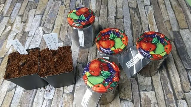 Affenbrotbäume (Adansonia) - Keimung und Infos // Gartenschlau.com смотреть онлайн