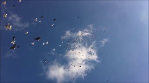 Николаевские голуби Калмыкии