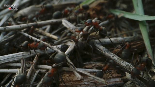 МУРАВЬИ! У ВАС ИХ БОЛЬШЕ НЕ БУДЕТ СУПЕР ЭФФЕКТИВНОЕ СРЕДСТВО смотреть онлайн