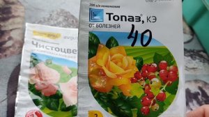 Мучнистая роса на петунии. Чем обработать . Препараты от мучнистой росы