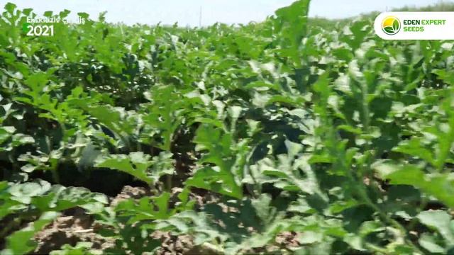 Bir-birindən məhsuldar, dadlı və keyfiyyətli qarpız sortlarımızın nəticələrini sizdə izləyin смотреть онлайн