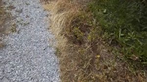 Средство от сорняков Торнадо экстра (производитель avgust). Отзыв.