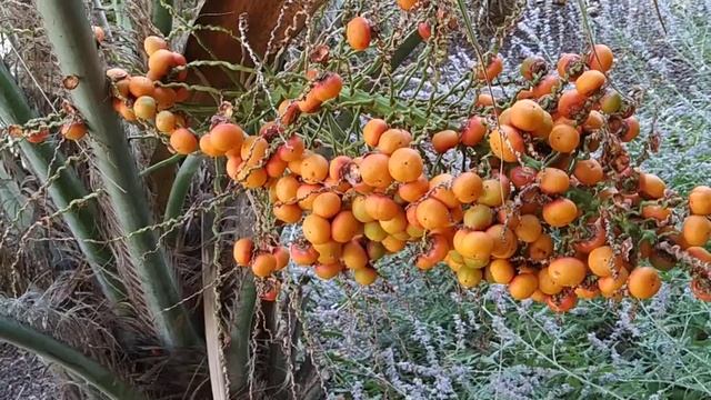 Jelly Palm in Southern France (Butia capitata / odorata) смотреть онлайн