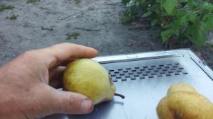 Груша Говерла