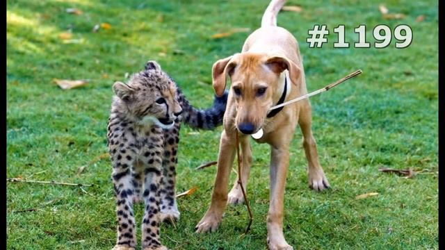 #1199. Животные (В мире животных) смотреть онлайн