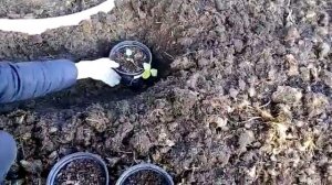 Клубника в горшках. Пора на зимовку!