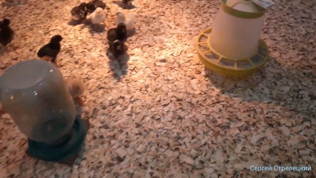 ??Выращивание цыплят несушки. Пропойки, вакцинация, температура, освещение! смотреть онлайн