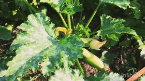 Обзор моего дачного участка!