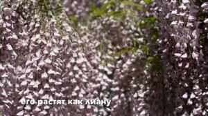 Как цветет глициния. Глициния: интересные факты!