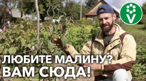 ЭТИ СОРТА МАЛИНЫ РЕМОНТАНТНОЙ ВАМ ТОЧНО ПОНРАВЯТСЯ!