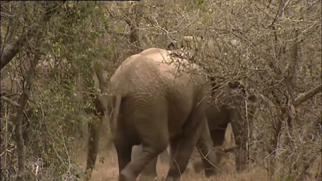 HD NEW “Lions Documentary“ AFRICA WILD a Great Documentary! смотреть онлайн