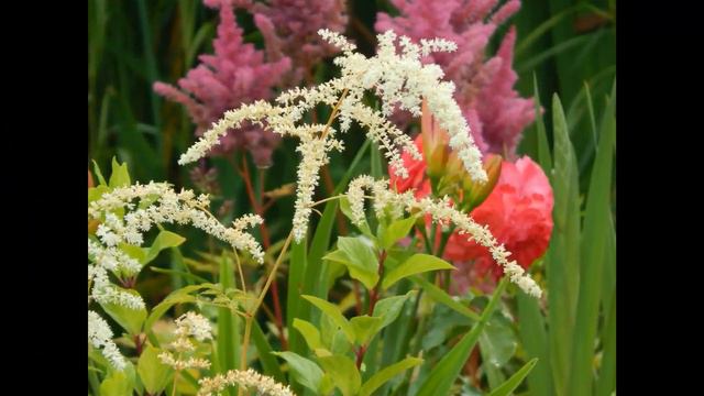 Розы. Молодой сад Ярославля 2017. смотреть онлайн