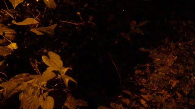 ИНДИЯ. НОЯБРЬ 2014 ГОД. НОЧНЫЕ ЗВУКИ В ИНДИЙСКИХ ДЖУНГЛЯХ. смотреть онлайн
