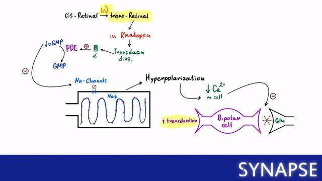 USMLE Step 1 - Физиология: фототрансдукция смотреть онлайн