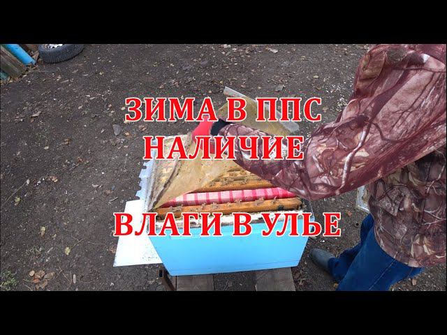 ЗИМА В ППС, НАЛИЧИЕ ВЛАГИ В УЛЬЕ смотреть онлайн