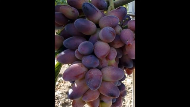 Grape ВИНОГРАД КРАСОТКА смотреть онлайн