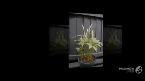 Pinellia - garden plants