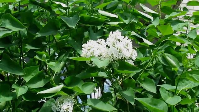 Прекрасная песня - " Одинокая ветка сирени" смотреть онлайн