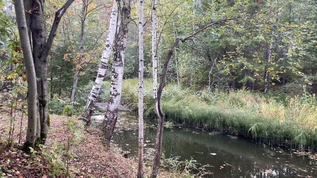Звуки леса, звуки природы, шум воды, пение птиц, осень. Для расслабления. / Sounds of the forest смотреть онлайн