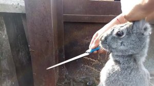 Как  колоть Кроликов. И разделовать.