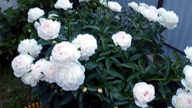 #пионы ПИОНЫ ОТ ЗАКАТА ДО РАССВЕТА!ЦВЕТЕНИЕ ПИОНОВ!ФОТОСЕССИЯ!)#пионывсаду#белыепионы#чашакрасоты#ф смотреть онлайн