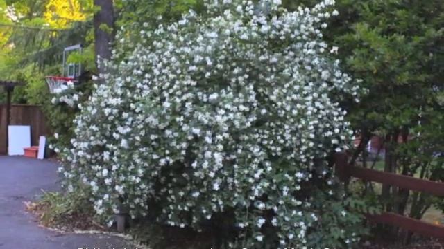 Philadelphus coronarius - Sweet Mock Orange смотреть онлайн