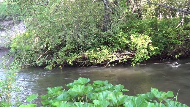 Роза знает на что берет ХАРИУС!/Ловим на УЖИН Деликатес!/Рыбалка -проверка УЧАСТКА выше по РЕКЕ. смотреть онлайн