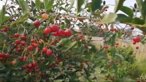 Где брать вдохновение?   Пишем картины с натуры! Будьте наблюдательными! Смотрите, анализируете!