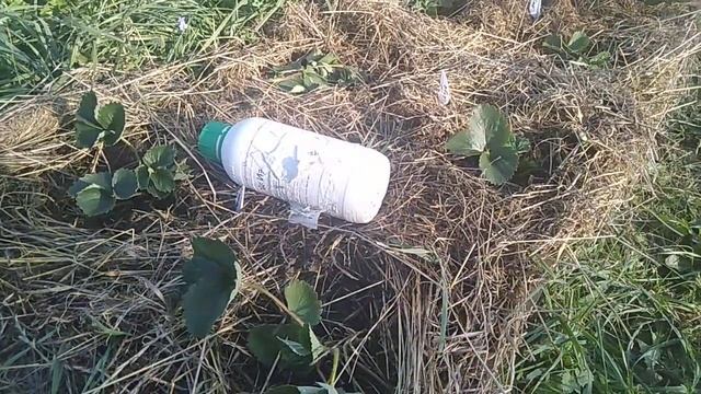 Как поливать клубнику осенью после посадки // Ягодная Империя Анастасии смотреть онлайн
