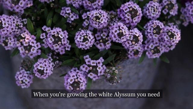 How to grow Alyssum or Lobularia // অ্যলিসামের সম্পূর্ণ পরিচর্যা смотреть онлайн