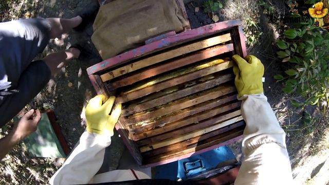 20180828 Осмотр 4 семьи. Пасека с нуля. Видео дневник начинающего пчеловода... смотреть онлайн