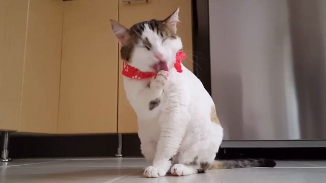 Почему нельзя смотреть кошке в глаза? смотреть онлайн