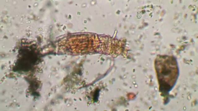 Wrotek (Rotifer) - mikroskop Delta Optical Evolution 100 Trino Plan LED z kamerą 3,2 MP PRO смотреть онлайн