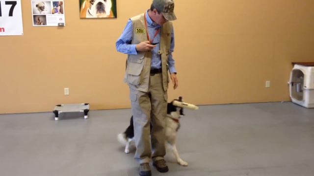 Best Reno Dog Trainer Teaches A Border Collie How To Retrieve смотреть онлайн