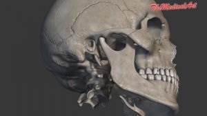 Анатомия черепа человека | Кости черепа | Череп | ОСНОВЫ АНАТОМИИ ДЛЯ СТУДЕНТОВ-МЕДИКОВ И ШКОЛЬНИКО