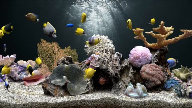 Fish Tank Aquarium in 4K | 8 Hours | No Music Just Water Sounds | FOCUS and SLEEP смотреть онлайн