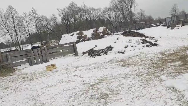 Купили амуницию для коня....Вот и конь поработал🐴😊, бараш атакует🐏😠,, работаем... 👍 смотреть онлайн