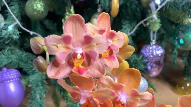 И снова новая орхидея! Очаровательная бабочка Orange Blossom. смотреть онлайн