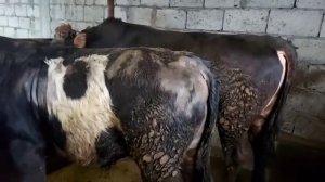 БУКА БОКИШ БУКА ПАРВАРИ РАСХОДИ 1 СОЛА ВА ФОИДА  25 января 2022 г.