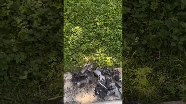 Вечно голодные, но семечки обожают #food #kaliningrad