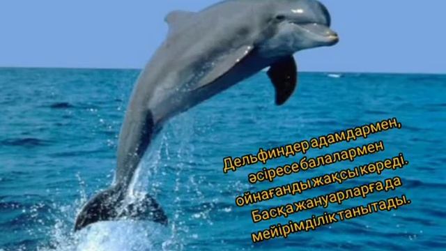 Дельфиндер туралы қызықты мәліметтер. смотреть онлайн