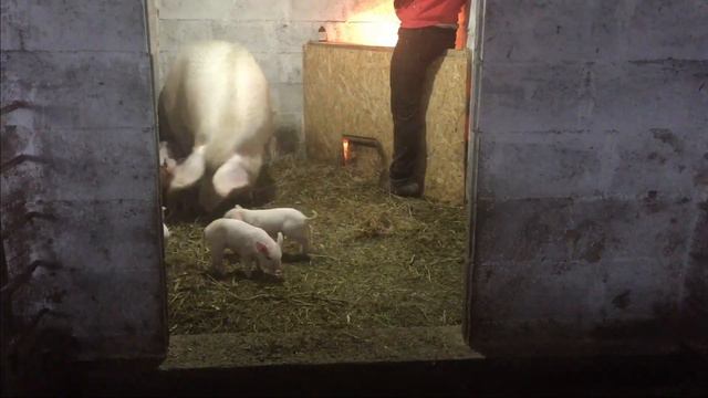 Поросятам десять дней ) повторно колем железо ) зачем колоть железо !!! смотреть онлайн